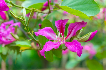 Obraz na płótnie Canvas Butterfly Tree, Orchid Tree, Purple Bauhinia, beautiful flower in garden.