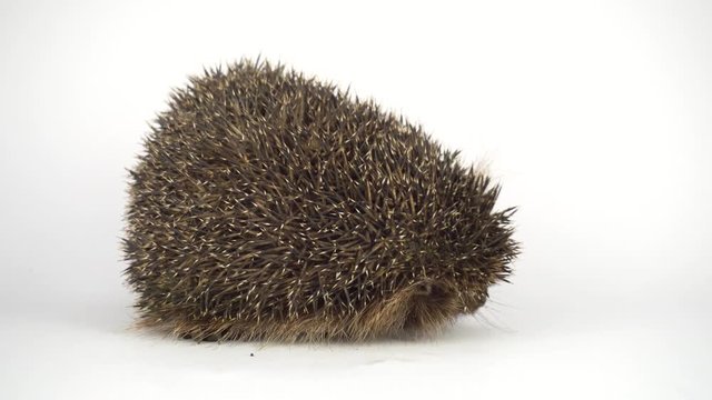 Hedgehog on white background