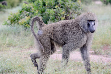 Portrait Baboon in Manyara