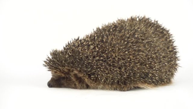 Hedgehog on white background