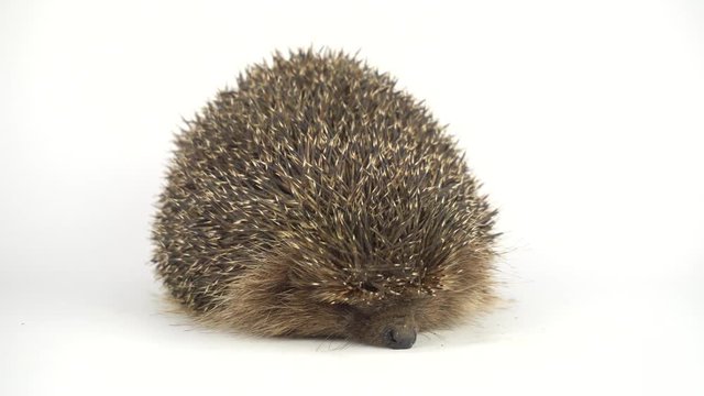 Hedgehog on white background