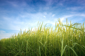 Fototapeta premium Golden paddy Jasmine rice field ready for harvest with sky bright atmosphere and outdoor nature outside the city countryside in Thailand rainy season.