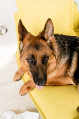 selective focus of cute German Shepherd lying on bright yellow sofa