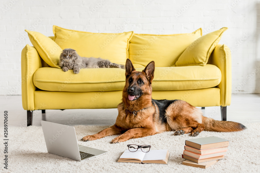 Wall mural cute german shepherd lying on floor with laptop and books in and grey cat lying on couch