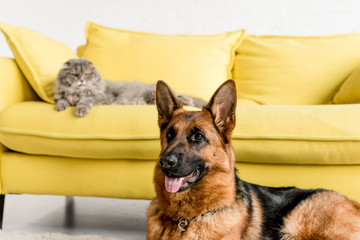 selective focus of cute German Shepherd and grey cat lying on couch