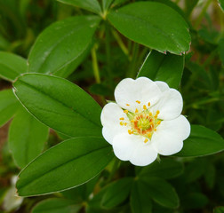 White Cinquefoil (Potentilla alba) flowers. Flowers of Potentilla alba on green leaves background growing in the garden.