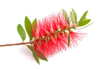 bottlebrush flower ( callistemon)