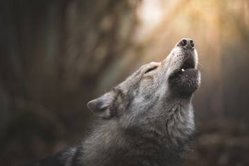 Wolf huilt