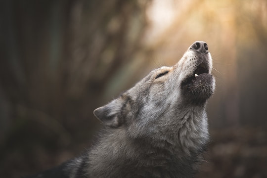 Wolf howling © Julia