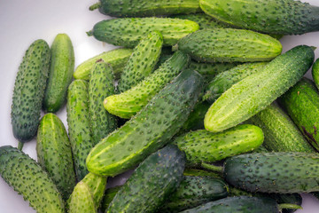 Cucumbers in the pelvis. Many cucumbers are prepared for harvesting. Vegetable harvesting.