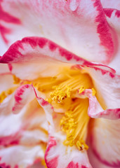 Fototapeta na wymiar pink and white petals