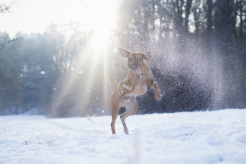 Puppy playing in Snow