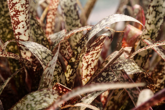 Plant Bromeliad billbergia groovy spotted foliage closeup