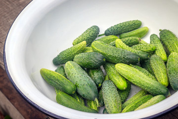 Cucumbers in the pelvis. Many cucumbers are prepared for harvesting. Vegetable harvesting.