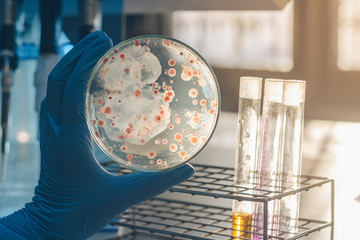 Women scientist holding petri dish soil microorganisms on nutrient agar in laboratory.