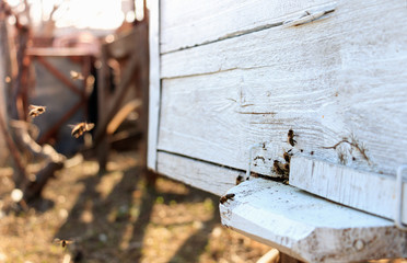 Close up of flying bees. Wooden beehive and bees.