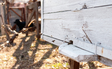 Close up of flying bees. Wooden beehive and bees.