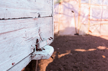 Close up of flying bees. Wooden beehive and bees.