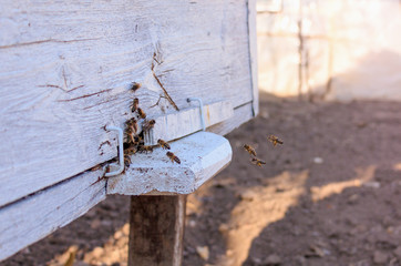 Close up of flying bees. Wooden beehive and bees.