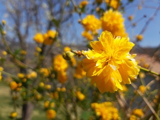 Liguria, Italy – 03/29/2019: Beautiful caption of the cherry tree and other different fruit plants with first amzing spring flowers  in the village and an incredible blue sky in the background. 