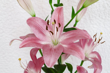 pink flower of fragrant lily