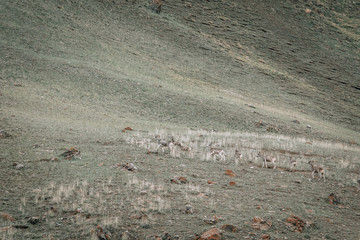 The argali, or the mountain sheep is a wild sheep that roams the highlands of Central Asia.