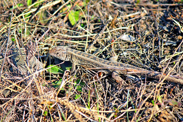 lizard basks in the spring sun