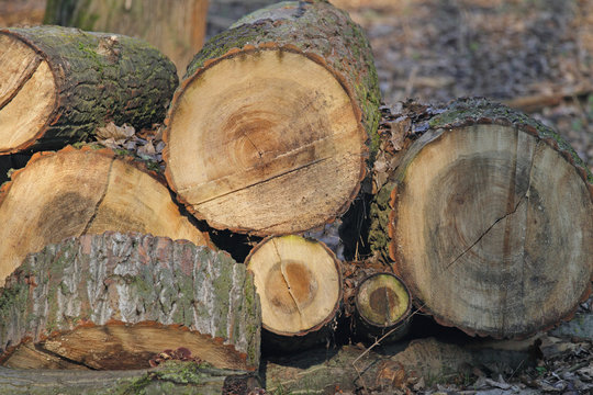 Holz