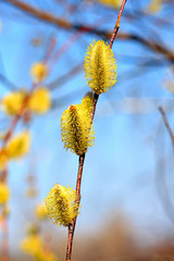 first spring buds