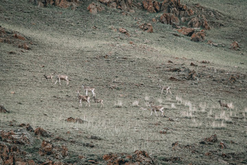 The argali, or the mountain sheep is a wild sheep that roams the highlands of Central Asia.