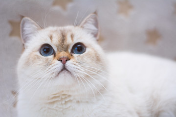 kitten scottish british cat burma munchkin animals