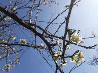 Liguria, Italy – 03/29/2019: Beautiful caption of the cherry tree and other different fruit plants with first amzing spring flowers  in the village and an incredible blue sky in the background. 