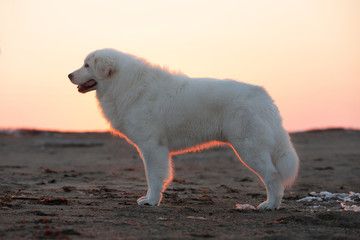 Beautiful and free maremmano abruzzese dog standing on the beac at golden sunset