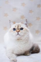 Obraz premium kitten scottish british cat burma munchkin animals