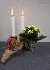 Candles with calanchoe potplant and ranunculus home decoration