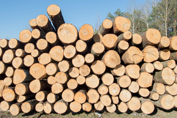 Pile of logs