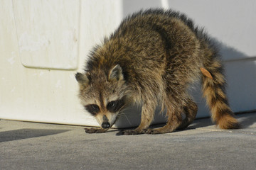 Raccoon walking around during the daytime in Florida
