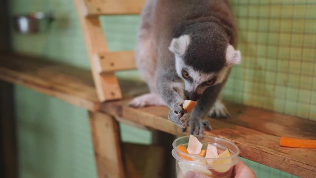Lemur petting zoo selects vegetables from a Cup, which gives him the girl.