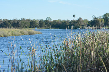 Saltwater marsh on the gulf coast of Florida