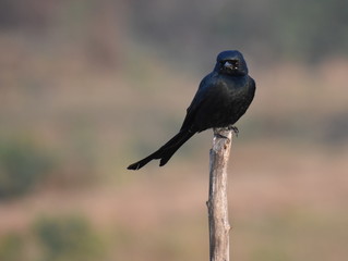 Black Drongo