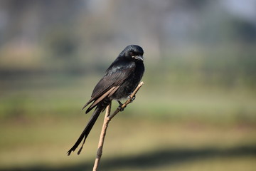Black Drongo