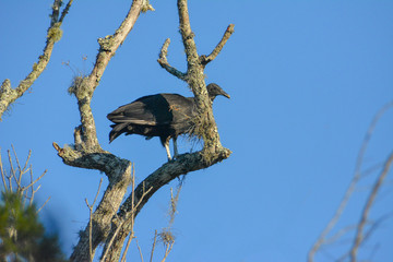 Black vulture perched on a branch in South Florida