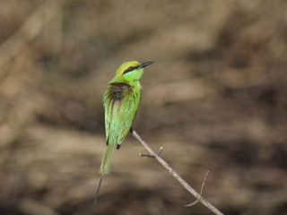 Green Bee Eater