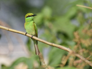Green Bee Eater