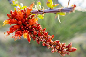 Close up of flowering Ocotillo cactus plant in the Arizona Sonoran desert during spring