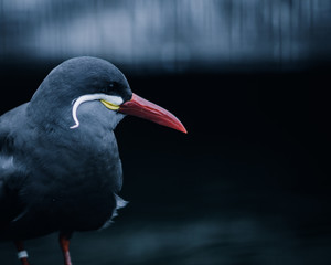 Inca Tern