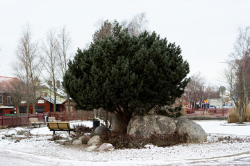 Green tree in winter . Winter in Sweden