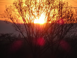 Naklejka premium Baum im Sonnenaufgang