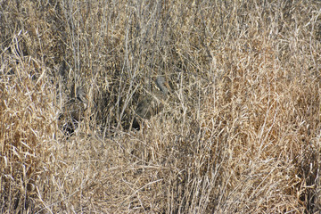 Camouflaged Limpkin birds in Florida's Myakka River State Park