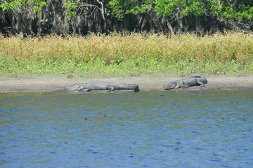 Alligators sunning themselves on a river bank in Florida's Myakka River State Park